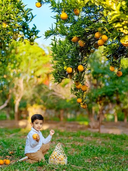 Letting kids explore and be themselves is key to our photoshoots. This charming portrait of a little boy picking oranges in a grove captures his curiosity and joyful spirit in a bright, natural setting.