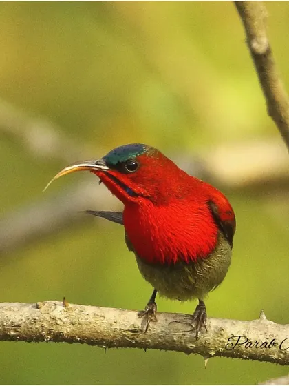 The Crimson Sunbird, with its long, curved bill, is perfectly adapted for sipping nectar from flowers. The male's fiery red plumage is unmistakable. They are fast-moving, and photographing them requires patience.