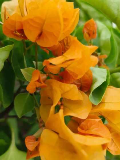 A vibrant orange Bougainvillea in full bloom at the nursery. This hardy plant is perfect for adding a tropical punch of color.