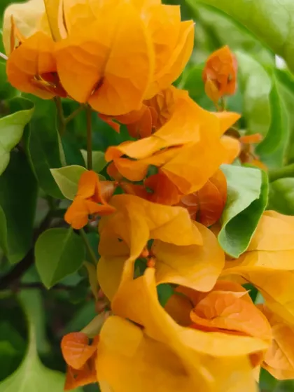 This bright orange Bougainvillea is a real eye-catcher. It's perfect for anyone wanting to add a bold, tropical splash of colour to their garden.