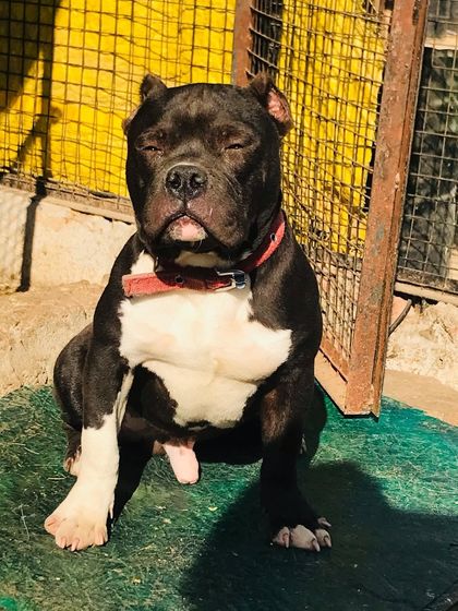 Sultan looking sleepy in the sun, a classic "drugged" look from being so relaxed.