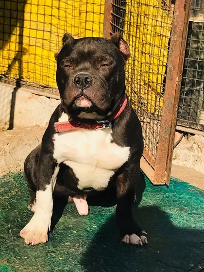 Sultan looking sleepy in the sun, a classic "drugged" look from being so relaxed.