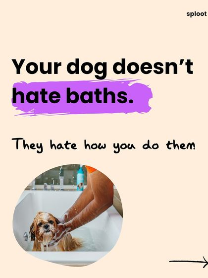 Hot take: your dog doesn't hate baths, they probably hate how you do them. The experience can be a sensory overload, but we can make it better.