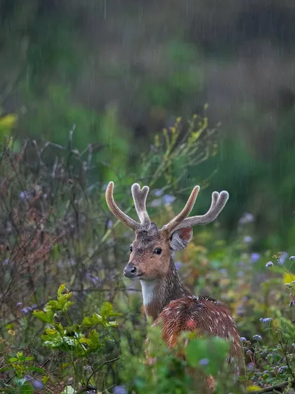 A Spotted Deer stag with beautiful velvet antlers stands in a field of flowers during a light rain, a truly magical and romantic scene.