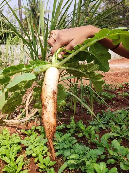 A freshly harvested organic radish, pulled straight from our open field. Its crisp texture and earthy flavor are a direct result of being grown in healthy, well-tended soil.