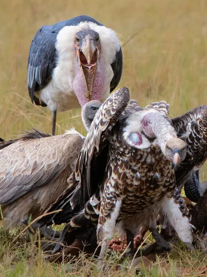 A chaotic scene at a kill, where a Marabou stork and Rüppell's vultures compete for scraps. This is the raw, unsanitized circle of life that plays out daily on the savannah.