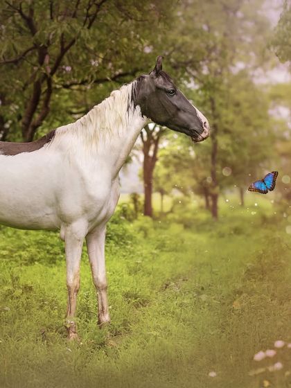 Majestic Equine Portraits photo 5