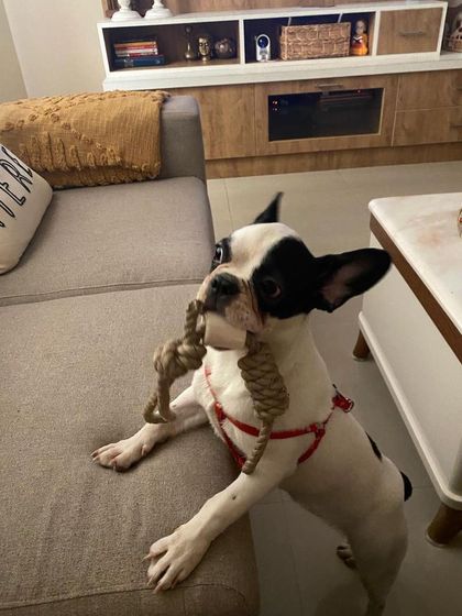 PL Paws - Dog Adoption Services Happy Tails: Our Adoptees in Their Forever Homes photo 94