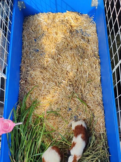 A top-down view of a clean and spacious guinea pig enclosure. I prioritize a healthy environment with fresh bedding, food, and clean water.