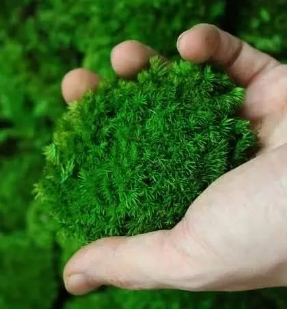 A close-up look at the quality and texture of the preserved pole moss I use. It's soft, dense, and has a vibrant green color that is maintained through a natural preservation process.