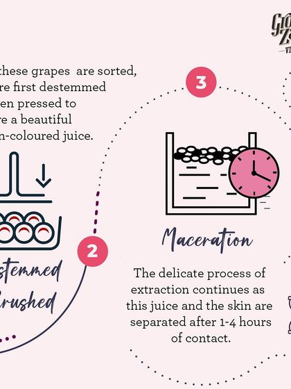 After harvesting, the grapes are destemmed, crushed, and left for maceration. The juice and skin are only in contact for 1 to 4 hours, a delicate process of extraction that achieves the beautiful color.