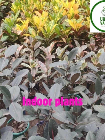 A mix of Rubber Plants (Ficus elastica) and Crotons.