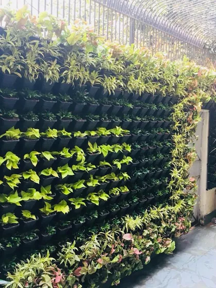 This was a large backyard installation that completely changed the feel of the space. You can see me adding the final touches to this expansive living wall, which creates a stunning natural backdrop for the home.
