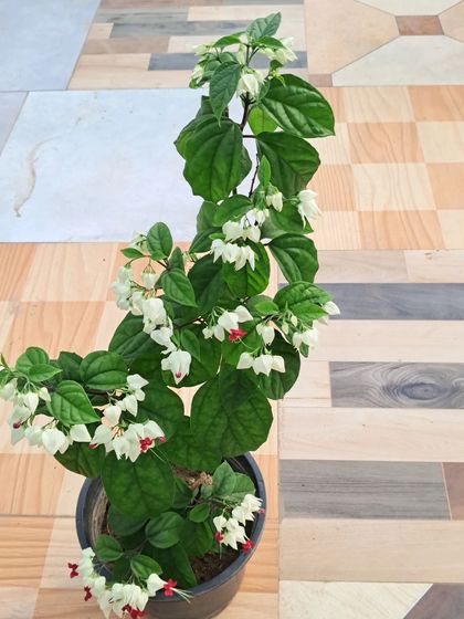 Bhardwaj - Urban Gardening Consultation A Riot of Colorful Flowers photo 195