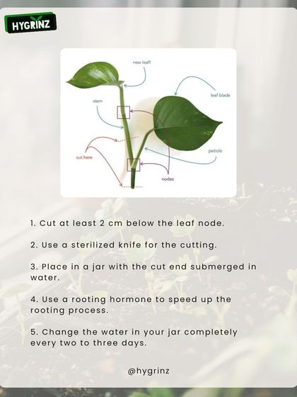 Hygrinz - Garden Maintenance Gardening Know-How: Tips & Techniques photo 7