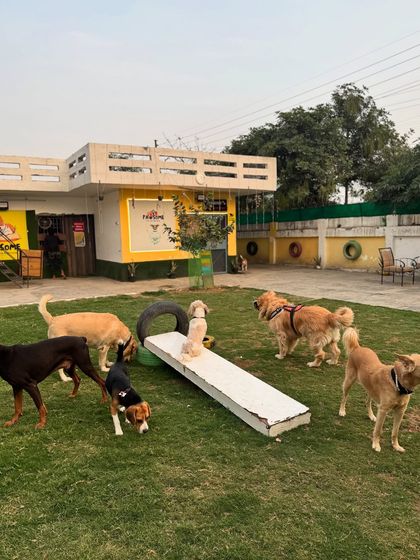 A Doberman, Beagle, and Golden Retriever sharing the play space. One of our smaller guests has even claimed the ramp as their throne!