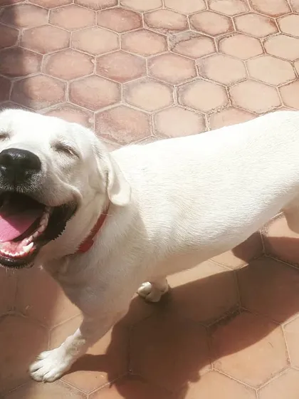 This is the face of a happy, stress-free dog. Boomer is all smiles while enjoying the sun. My goal is to see every dog in my care this relaxed and joyful, truly feeling like they are on a holiday.