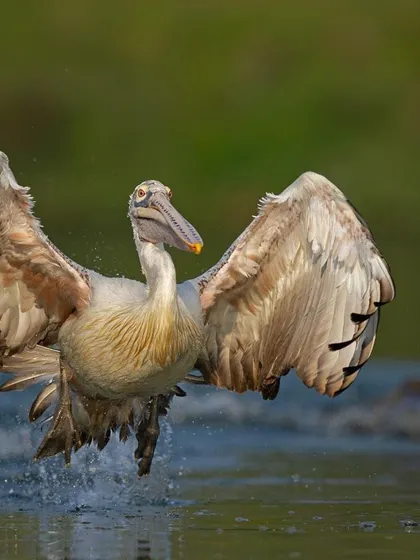 A Spot-billed Pelican makes a dramatic landing, its wings spread wide to brake as it splashes down into the water.