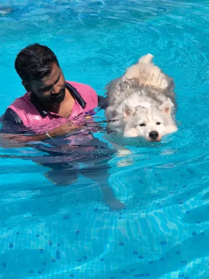 Venu's Pet Care - Supervised Dog Swimming Guided Swims & First Timers photo 3