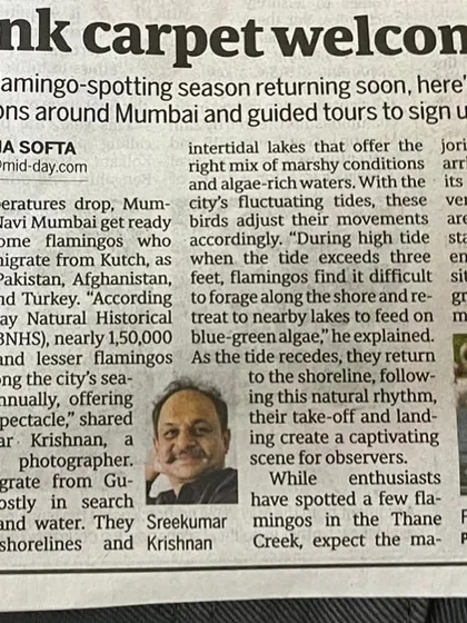 I was honored to be featured in Mid-Day to discuss the annual flamingo migration in Navi Mumbai. Sharing knowledge and creating awareness about conservation and the beauty of our local ecosystems is a core part of my work as a photographer.