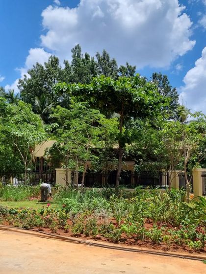 A duplicate image of the vibrant golden shrimp plant, a tropical evergreen shrub that thrives in Bangalore's climate.