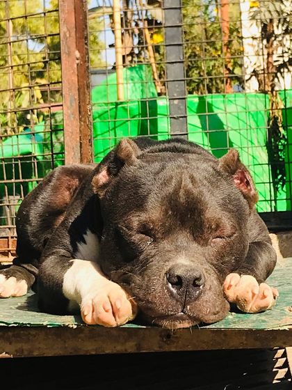 A close-up of Sultan sleeping peacefully on his platform.
