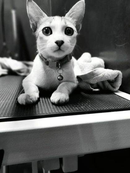 Bengaluru Pet Company - Pet Grooming Feline Friends: Expert Cat Grooming photo 12