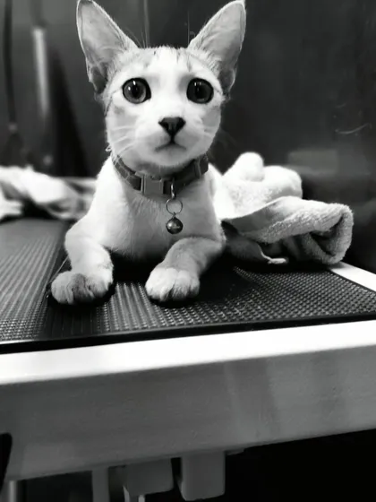We love our feline friends too. This beautiful cat is relaxing on our grooming table after a session. We provide a calm and safe environment for cats, ensuring they feel secure during their check-up or grooming.