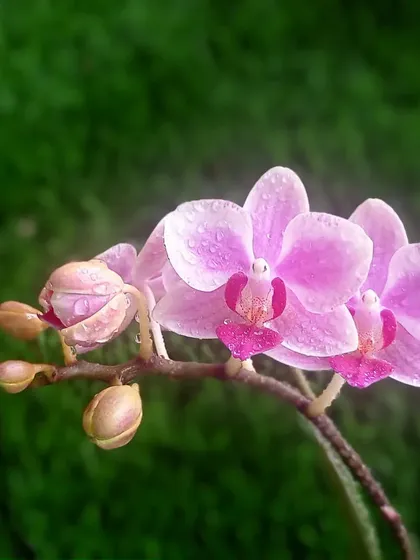 A beautiful stem of pink Phalaenopsis orchids. Known for their long-lasting blooms, these are perfect for adding a touch of elegance to your indoor space or as a thoughtful gift.