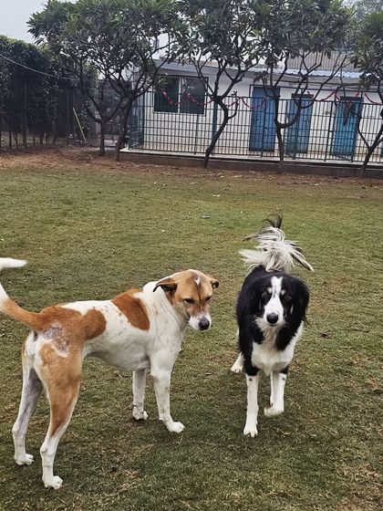 Two friends, Patchy and an Indie, taking a walk together across the lawn.