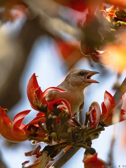 A Chestnut-shouldered Petronia, or Yellow-throated Sparrow, framed by the vibrant red flowers of the Palash tree. A perfect canvas painted by nature.