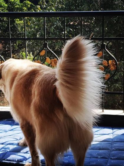 The Urban Dawg - In-Home Dog Boarding The Rooftop Playground photo 3