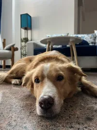 Dog Boarding