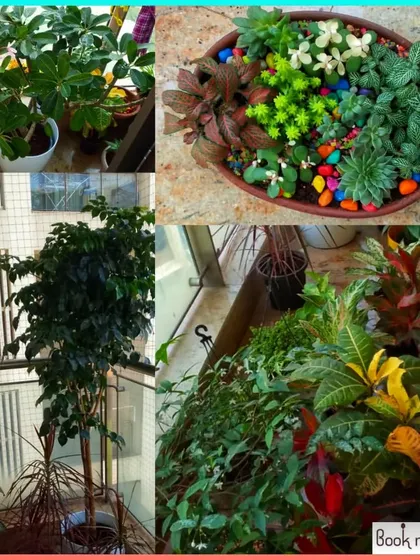 This collage shows a variety of happy and healthy plants under our Annual Maintenance Contract (AMC), including a beautiful tray garden.