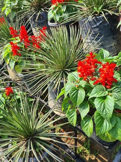 Urban Green Nursery - Wholesale Plant Nursery Vibrant Flowering Plants & Shrubs photo 7