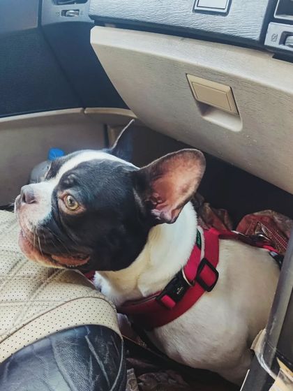 This French Bulldog is finding his cozy spot during a local trip. My cars are equipped to make even the shortest rides comfortable for every breed.