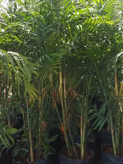 A dense planting of Parlor Palms, ideal for creating a lush, tropical understory in a garden.