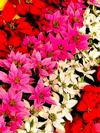 A vibrant display of Poinsettia plants, showcasing the quality and color I source for seasonal arrangements. These are perfect for adding a powerful splash of red, pink, or white.