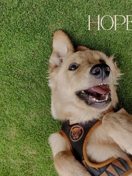 Aditi - In-Home Pet Sitting Meet the Whole Gang photo 4