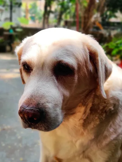 This is my head of quality control, Whiskey, giving me her best "too healthy" look. She keeps me on my toes and makes sure every treat is both nutritious and delicious.