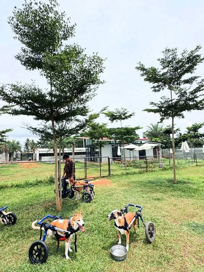 The Pawsome Camp - Dog Daycare & Boarding All Paws Welcome: Inclusive Care for Every Dog photo 4