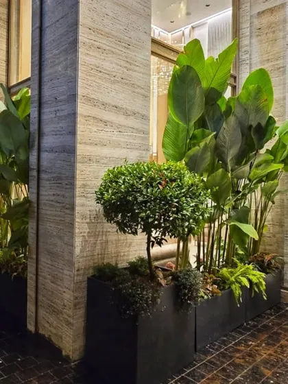 A look at our premium plantscaping for a building exterior. We used a combination of tall, broad-leafed plants and sculpted topiary to create a sophisticated and welcoming entrance that complements the modern architecture.