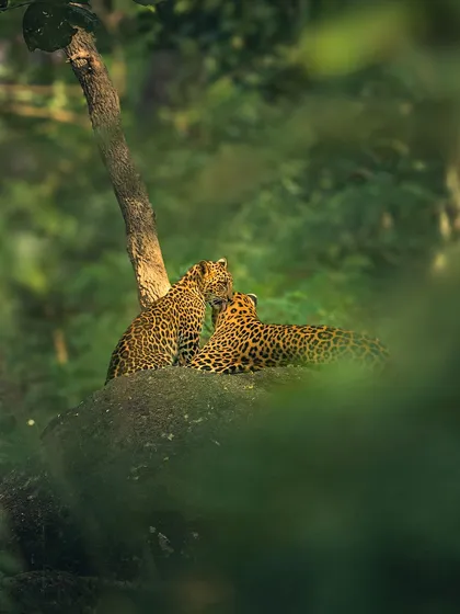 Patience is key in wildlife photography. Witnessing this tender moment between two leopards in Pench National Park was a powerful reminder of the beauty in the wild. It's a privilege to capture these rare, intimate scenes in nature.