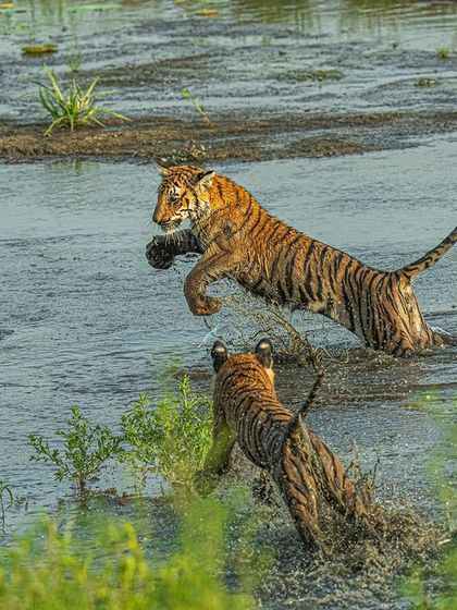 A perfect leap frozen in time. This is the decisive moment. With my Sony Alpha 1 shooting at 30 fps, I can capture the peak of the action, ensuring a perfectly timed, tack-sharp image.