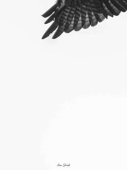 A cropped, high-key black and white image of a Black Kite's wing. This abstract composition focuses on the texture and pattern of the feathers, making the bird feel like it's flying out of the top of the frame.
