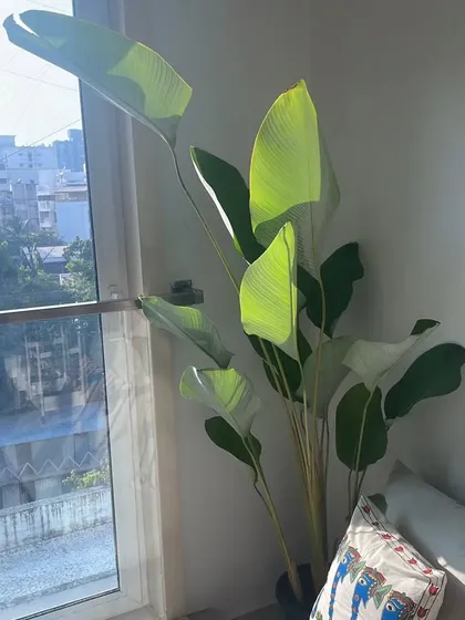 A beautiful Calathea lutea from our nursery, adding a touch of tropical elegance to a client's living room. We help you select large statement plants that thrive indoors and transform your home decor.