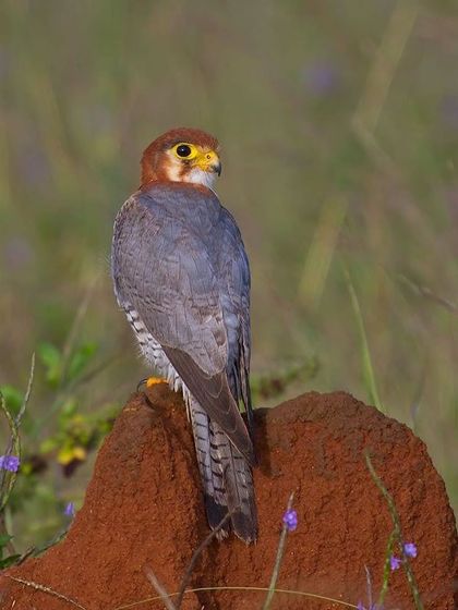 The falcon perched on a termite mound, a typical sight in the grasslands it inhabits.