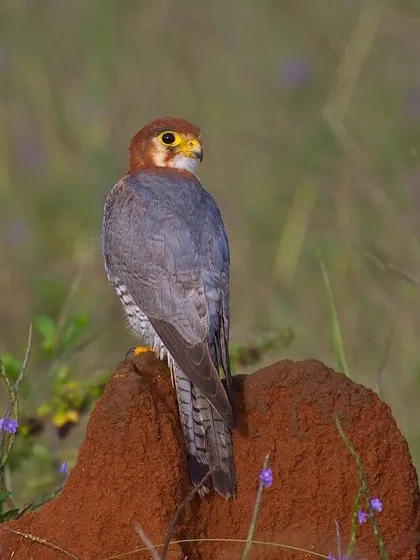 A Red-necked Falcon perched on a termite mound, surrounded by small purple flowers. The vibrant red of the mound complements the bird's plumage.