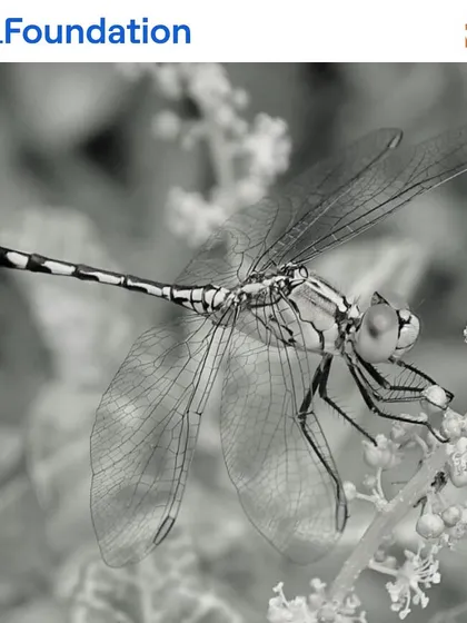 The delicate, transparent wings of a dragonfly are a marvel of nature. By creating ponds and clean water sources, we provide the perfect breeding ground for these beneficial insects.