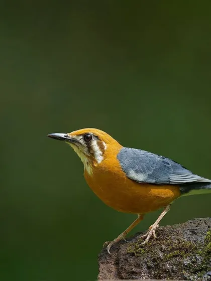 An Orange-headed Thrush perched on a rock, its bright orange head and breast a beautiful contrast to its blue-grey wings.